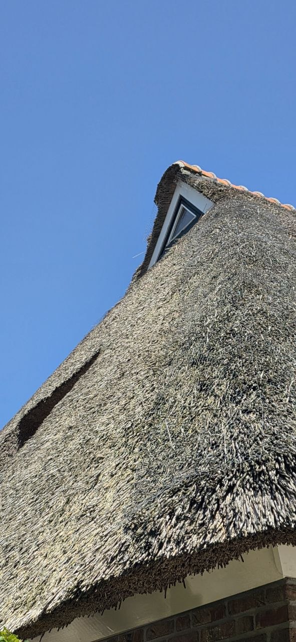 ersleten rieten dak met uitgerafeld riet en vogelgaten – reden voor tijdig onderhoud door Alting Rietbeheer